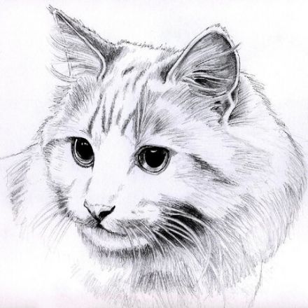Папка для рисования БОЛЬШОГО ФОРМАТА А3, 20 л., 160 г/м2, BRAUBERG, 297х420 мм, "Орел", 125228 Папка для рисования БОЛЬШОГО ФОРМАТА А3, 20 л., 160 г/м2, BRAUBERG, 297х420 мм, "Орел", 125228
