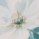 Ежедневник недатированный IF 14х20см 160л, интегр, Petals I1861/flower