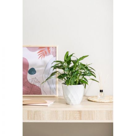 Горшок д/цветов Laurel D175мм, 2,3л с поддоном (белый), 221610929 Горшок д/цветов Laurel D175мм, 2,3л с поддоном (белый), 221610929