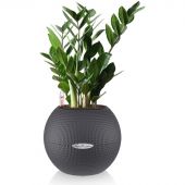 Замиокулькас PU+B2373RO 20/40 см, серый