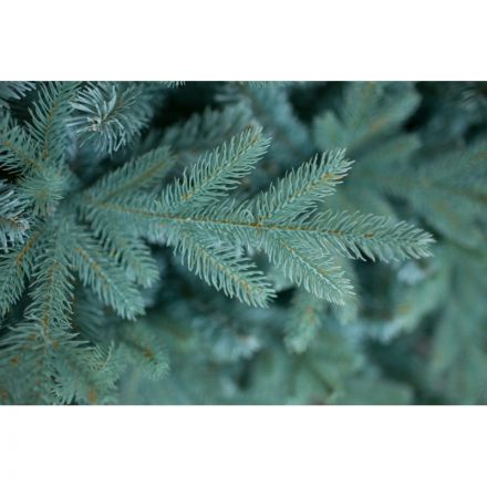 Елка искусственная Россо Премиум 1,8м литая резина/ПВХ, изумруд-зел 300-456 Елка искусственная Россо Премиум 1,8м литая резина/ПВХ, изумруд-зел 300-456