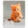 Тетрадь 12 л. BRAUBERG косая линия, обложка картон, CATS AND DOGS, 107288 Тетрадь 12 л. BRAUBERG косая линия, обложка картон, CATS AND DOGS, 107288