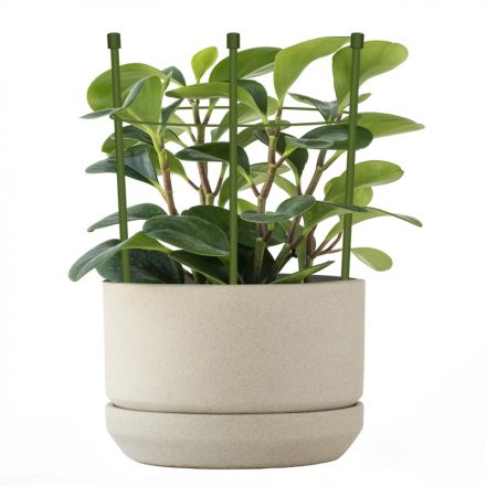 Опора для растений Круглая (1 кольцо) металл d18xh25см, 466333 Опора для растений Круглая (1 кольцо) металл d18xh25см, 466333